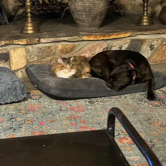 Meet your Posher, Cat - Picture 2 of 11